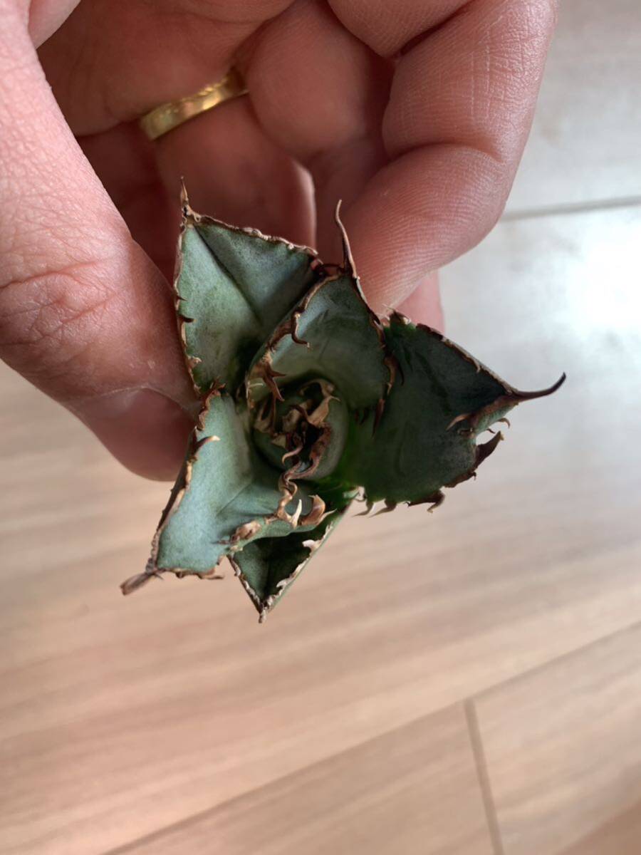 ムチムチ★白鯨★陽炎 チタノタ titanota agave アガベ 3の画像5