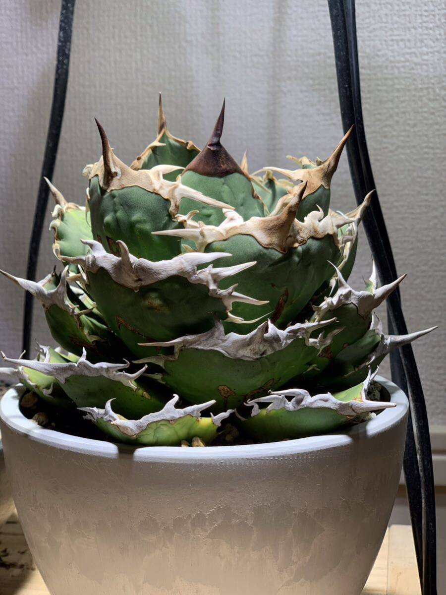 ★キャンサー★cancer★チタノタ★titanota agave アガベ 子株_画像4