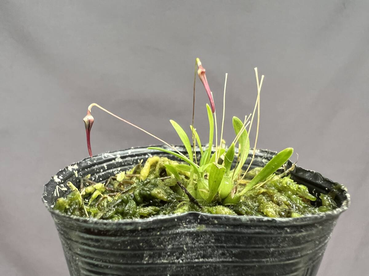 洋蘭 原種 バルボフィラム属 Bulb.tentaculiferum ニューギニア産蚊に擬態した珍花 ツボミ2輪付 速達第四種郵便470円 パルダリウム好適　_画像3