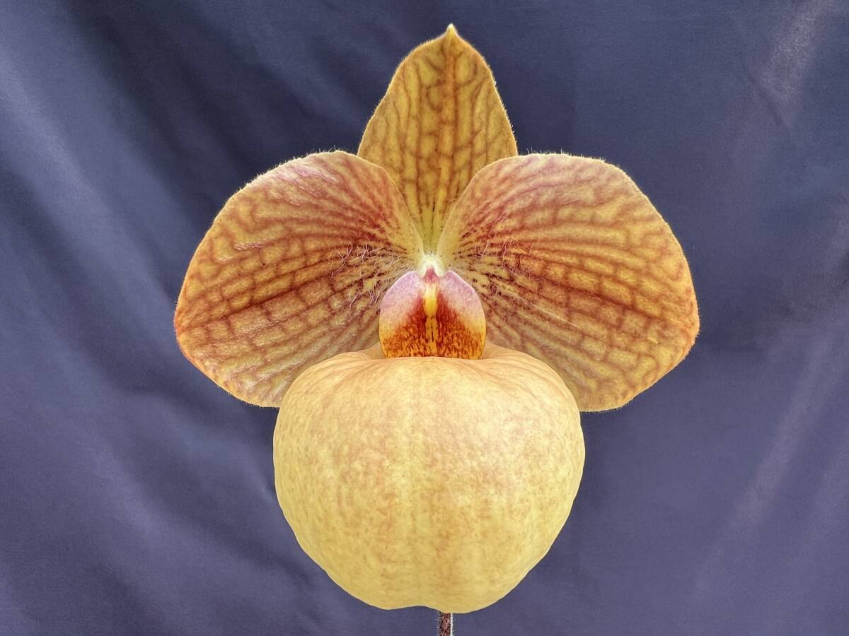 洋蘭 交配種 パフィオ Paph. Fumi's Delight パービ系人気交配種 良個体1リン開花中 NS 8.4 x 9.5 速達第四種郵便 送料 744円_画像1