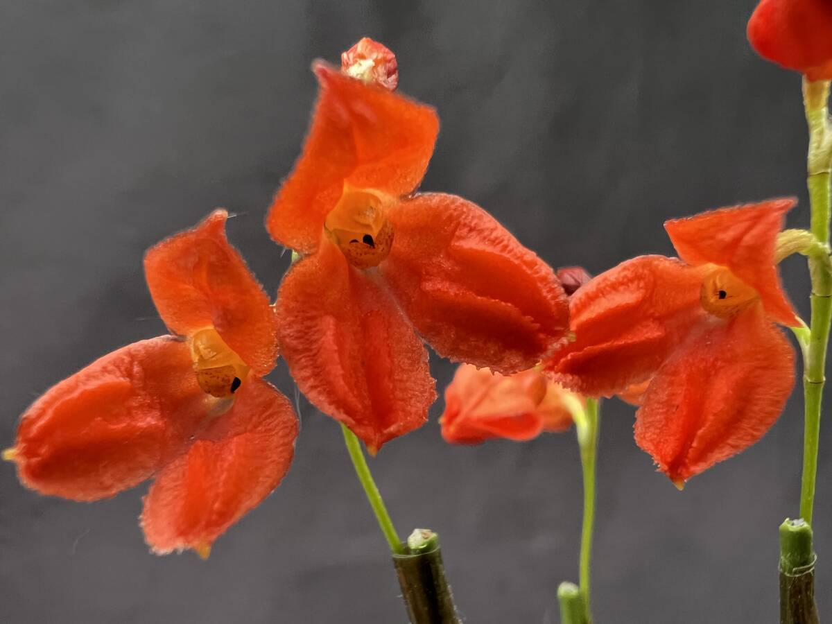 洋蘭 原種 ポログロッサム属 Porroglossum edwardii 花葉共に魅力的な珍美原種 花茎3本良株 速達第四種郵便送料590円 パルダリウム 　　　_花見本