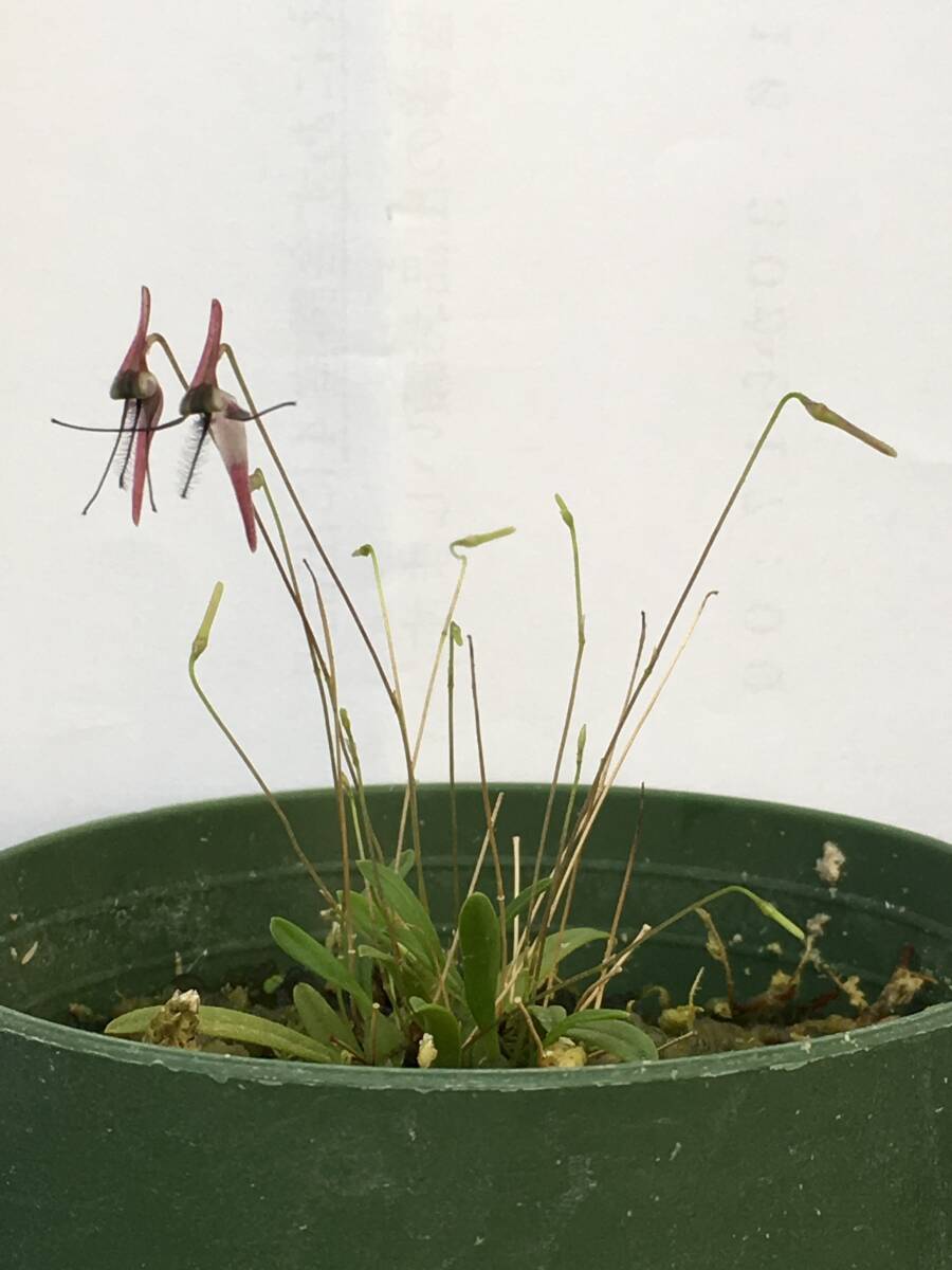 洋蘭 原種 バルボフィラム属 Bulb.tentaculiferum ニューギニア産蚊に擬態した珍花 ツボミ2輪付 速達第四種郵便470円 パルダリウム好適　_花見本