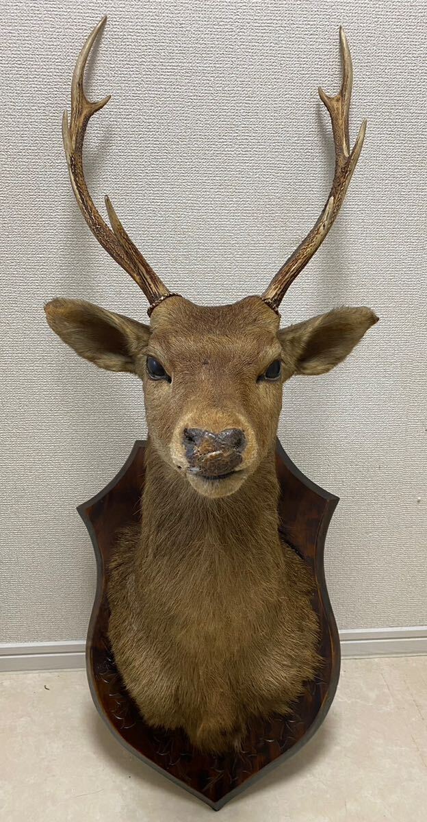 鹿 インテリア オブジェ 置物 壁掛け 鹿角 ディスプレイ ハンティングトロフィー 剥製 アンティーク の画像1