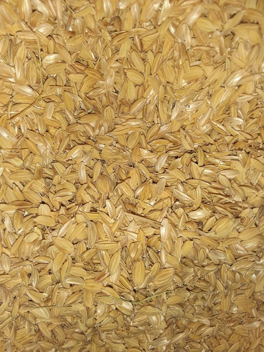 150L 籾殻 もみがら すりたて新鮮もみ殻 米袋で3袋お届け 培養土 土壌改良 ペットの敷物 鶏 雛 飼育 農業 家庭菜園 送料無料の画像2