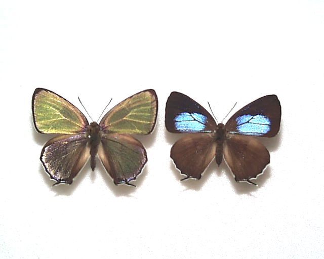 国産蝶標本 キリシマミドリシジミ A-pair 長崎県・対 馬 産の画像1