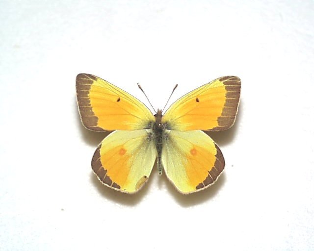  иностранного производства бабочка образец Chris chi-namonkiA-* Canada производство 