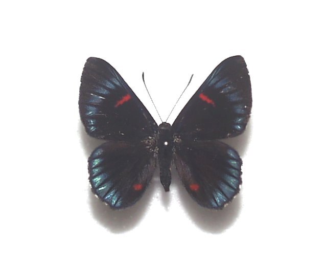 外国産蝶標本　ドゥエロナシジミタテハ　A-♂　ペルー 産_画像1