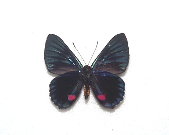 外国産蝶標本　ドゥエロナシジミタテハ　A-♂　ペルー 産_画像3