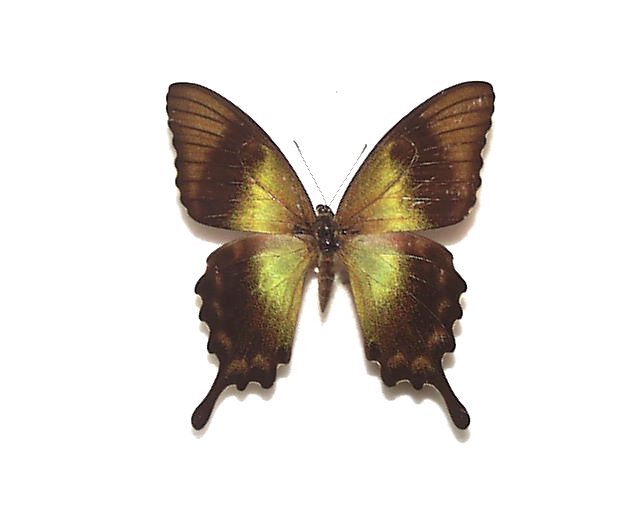 外国産蝶標本 アオネアゲハ A-pair バウェアン島 産の画像3