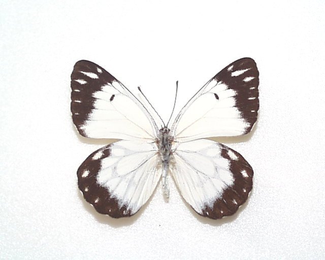 外国産蝶標本　ジャワシロチョウ　A-♂ タニンバル島 産_画像3