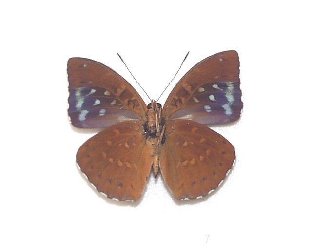 外国産蝶標本 ディルテアオオイナズマ A-♂ バンカ島 産の画像3