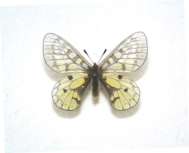 外国産蝶標本 ウスバキチョウ A♂ ロシア 産の画像1