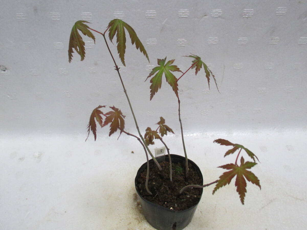 yama maple *3 year thing *5 pcs set * mini bonsai * maple *....*8