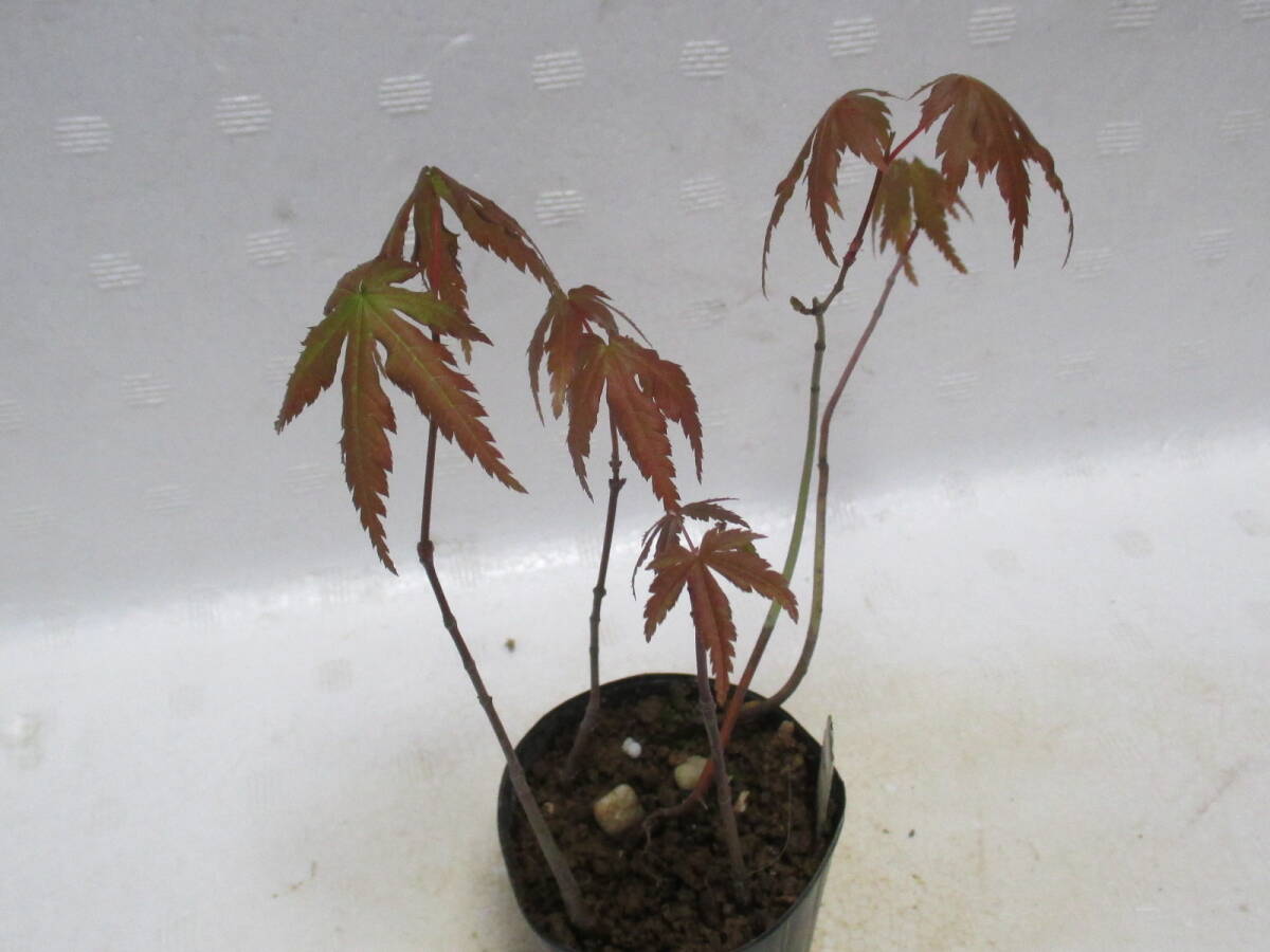 yama maple *4 year thing *5 pcs set * mini bonsai * maple *....*14