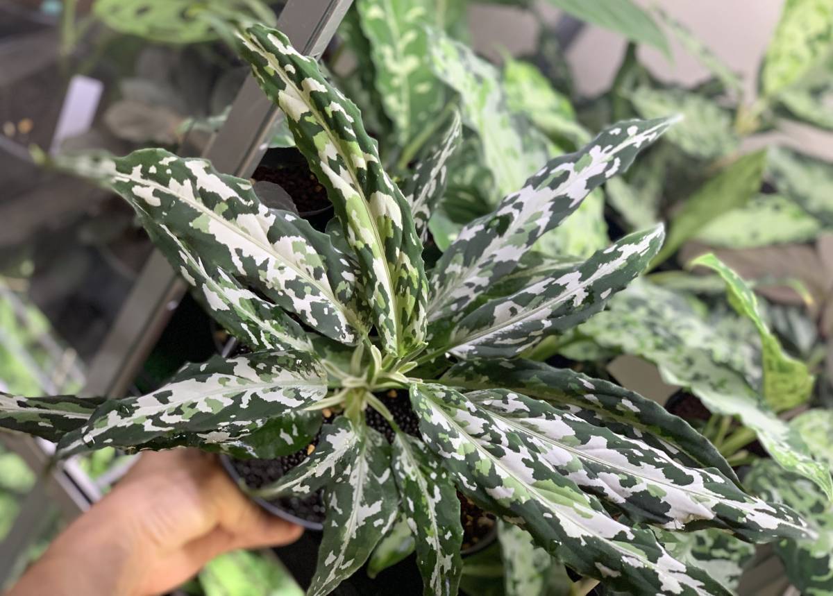 LA便ネームド株 Aglaonema Pictum 妖鳥 シレーヌ【LA0313-00】 の画像1