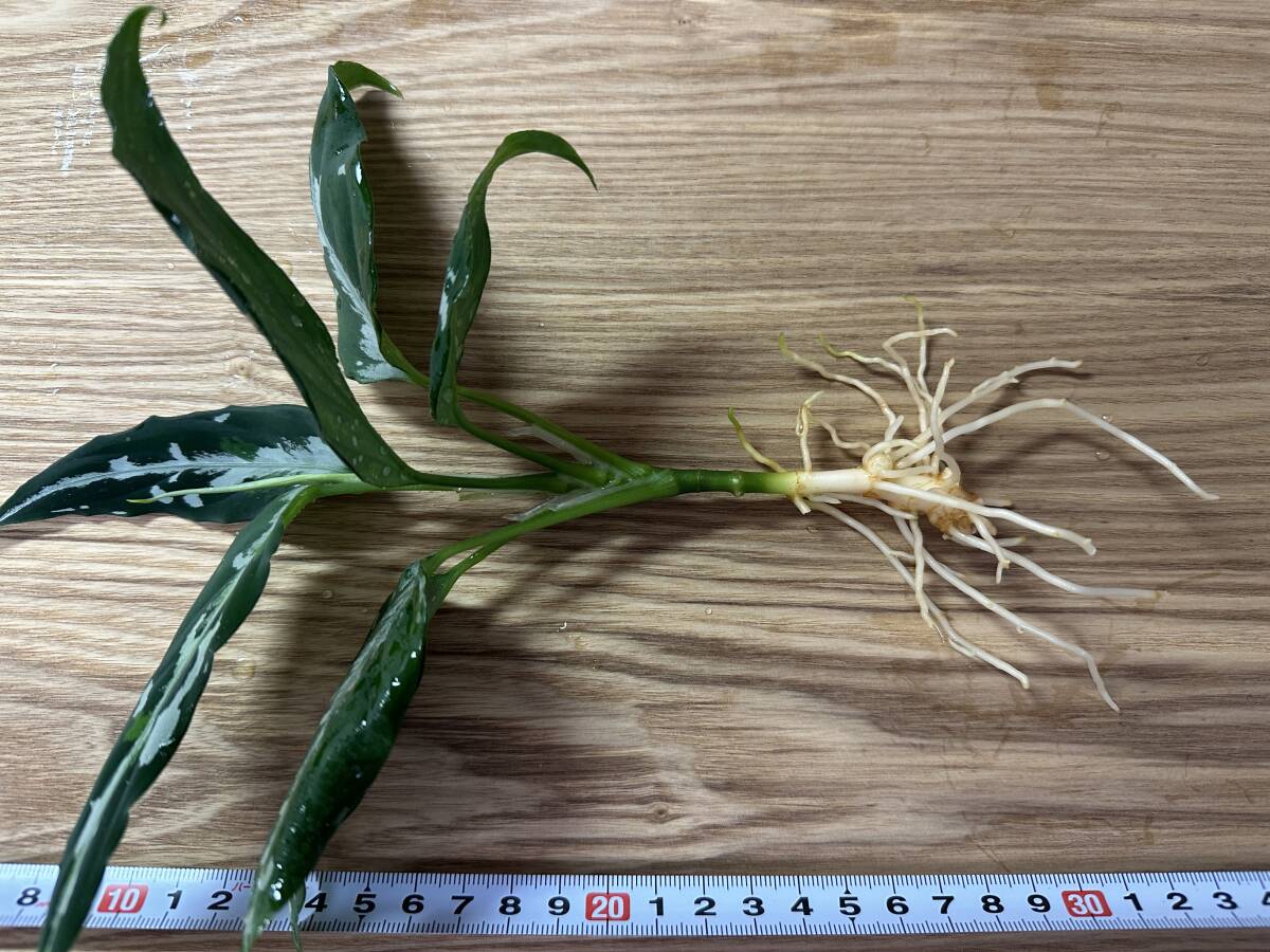 LA便ネームド株 Aglaonema Pictum 妖鳥 シレーヌ【LA0313-00】 の画像8