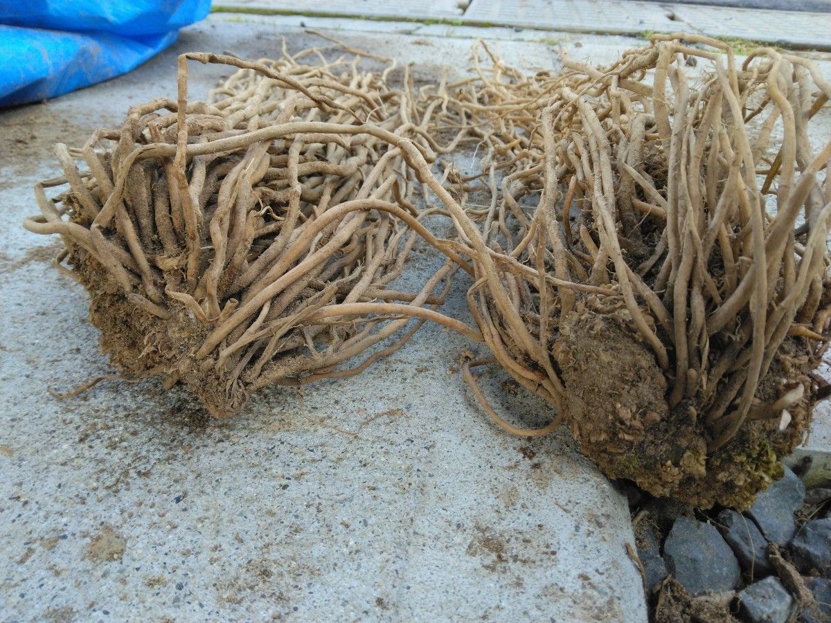 数々の好評価　感動をお届け　夢を語れ　オーガニック菜園