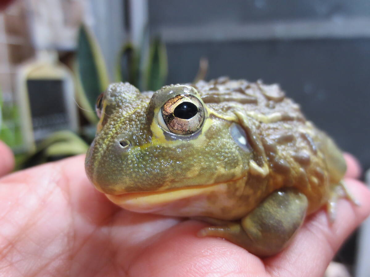 特価～！カワ(・∀・)イイ!!カッコイイ！BIG！爆食！アフリカウシガエル　7～7，5㎝②　アフウシ　蛙　カエル　大きくなるタイプかも♪ _画像2