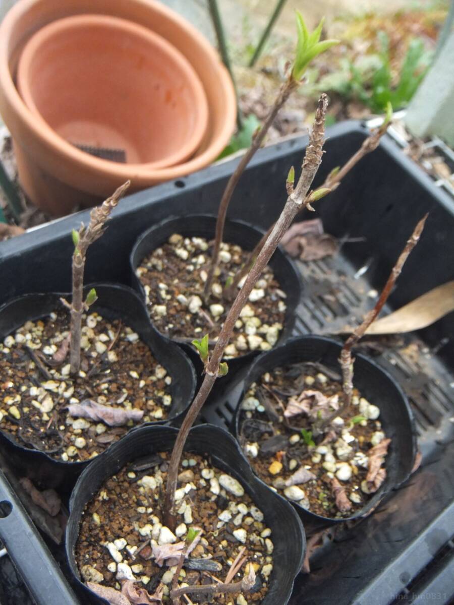 ◇ 山野草 ◇ アジサイ 七段花 シチダンカ 7.5㎝ポリポット×２ ◇挿し木 とり木 苗木 紫陽花 あじさい ヤマアジサイ サワアジサイ◇の画像3