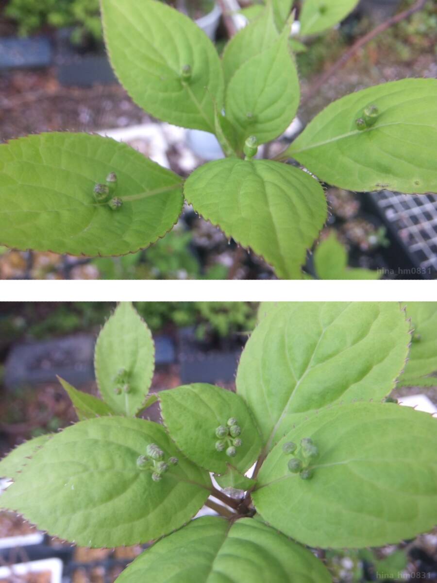 ◇ 植木 庭木 ◇ ハナイカダ 花筏 株分け 雄株雌株セット ◇ 落葉低木 雄雌異株 山菜 ヨメノナミダ ママッコ ◇の画像8