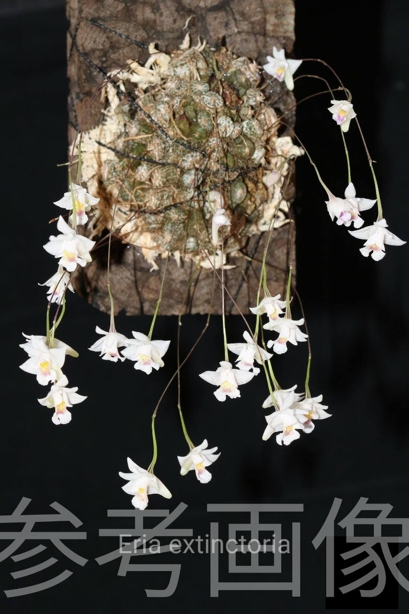 洋蘭 ラン Conchidium.extinctoriumの画像1