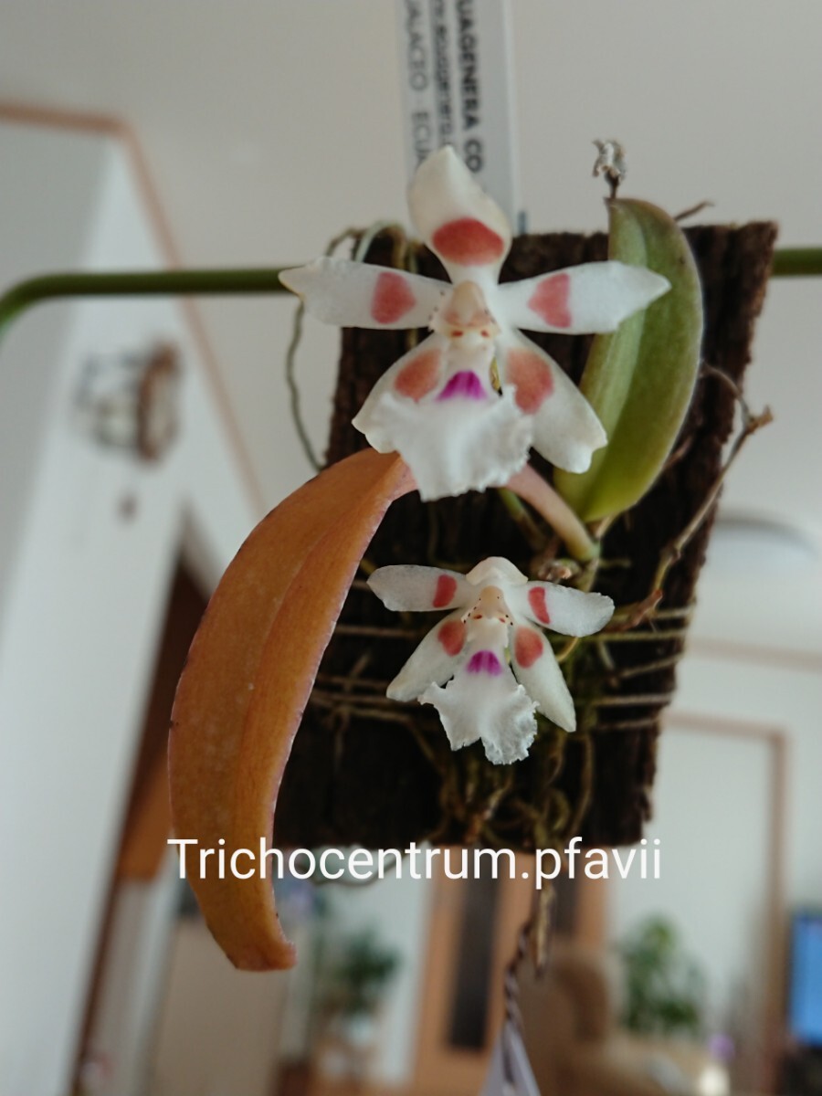洋蘭 ラン Trichocentrum.pfaviiの画像1
