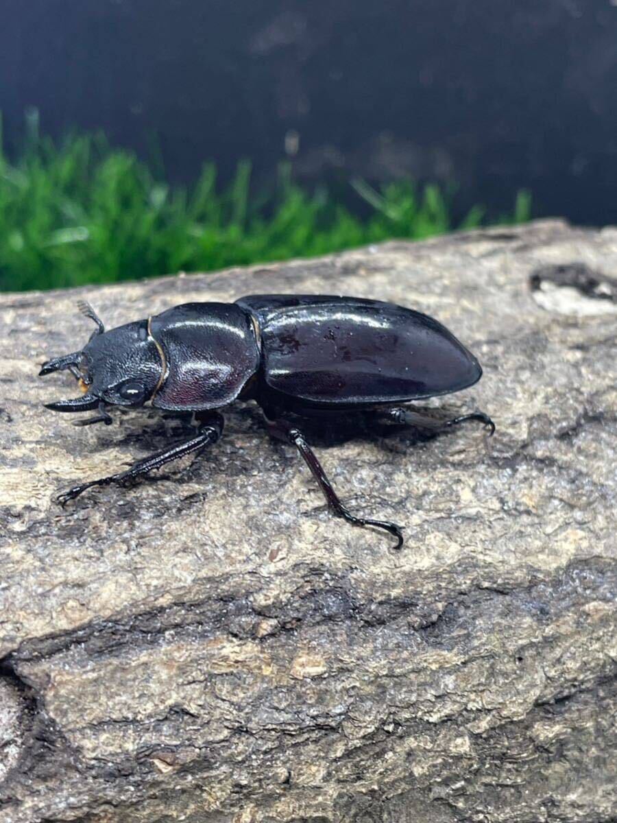 マンディブラリスフタマタクワガタ　マンディブラリスフタマタ　赤マンディ　ペア　ボルネオ_画像6