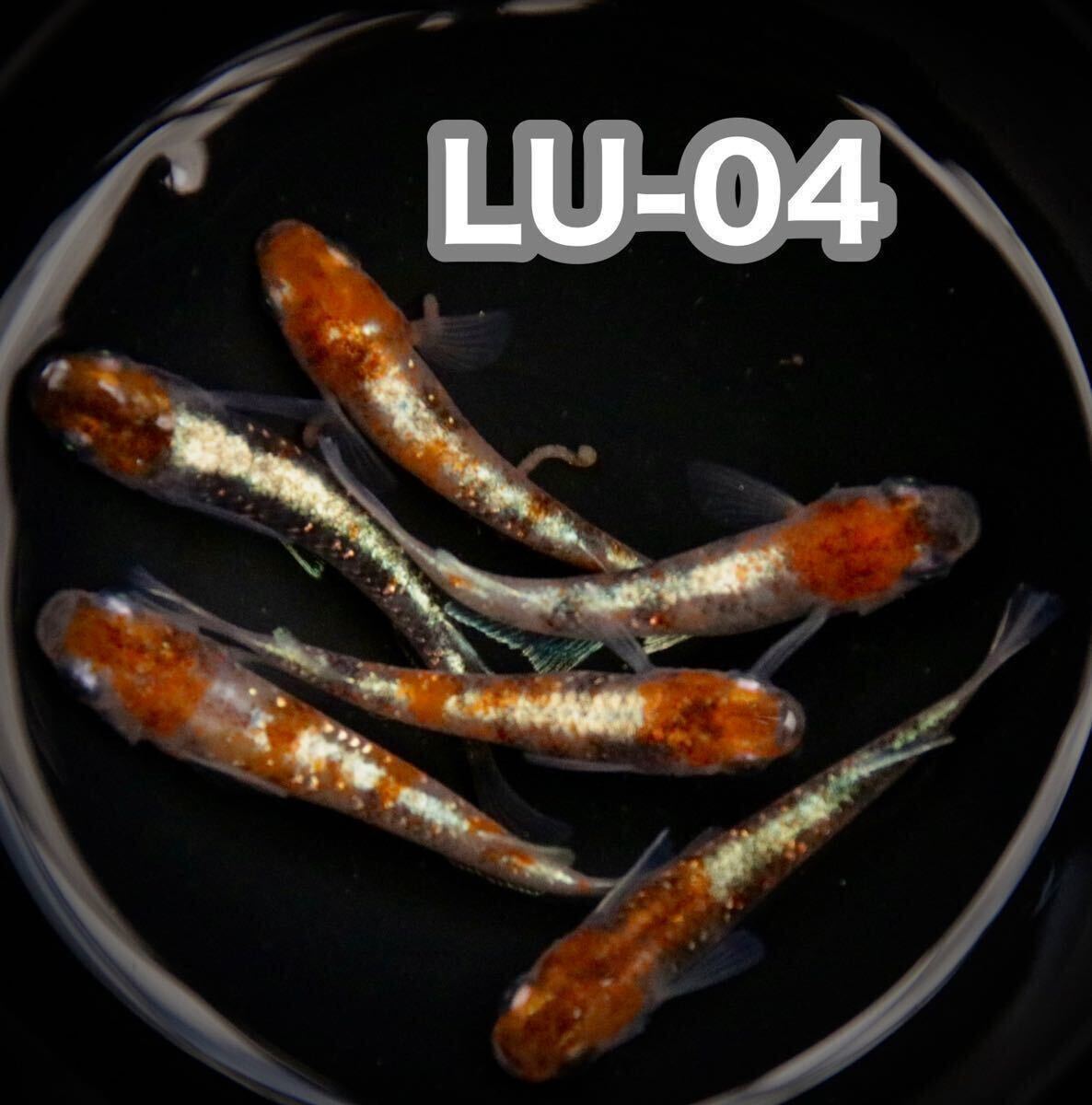 LU-04めだかの有精卵20個+@(三色体外光、三色ラメ、花魁、紅玉、ミッドナイトフリル好きにオススメ)の画像1