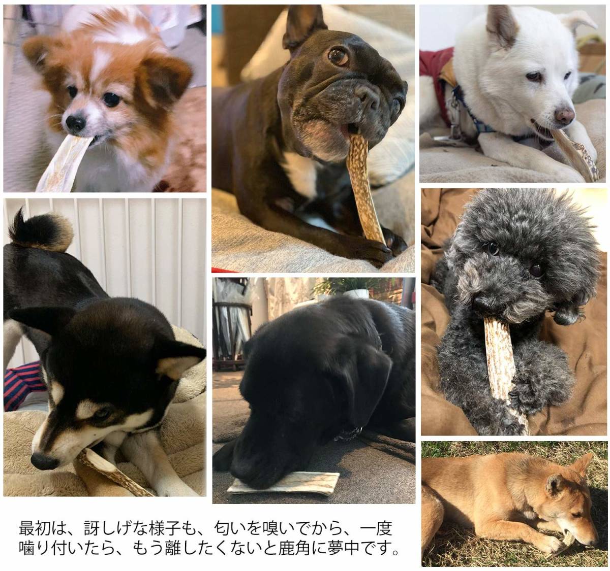 鹿の角 半割り 犬 おもちゃ 無添加 おやつ エゾジカ 国産 鹿 角 ガム デンタルケア 大型犬 20cm 縦割り_画像6