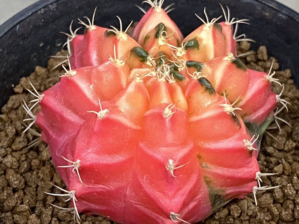 多肉植物 サボテン ギムノカリキウム 緋牡丹錦 mihanovichii hyb ① _画像2