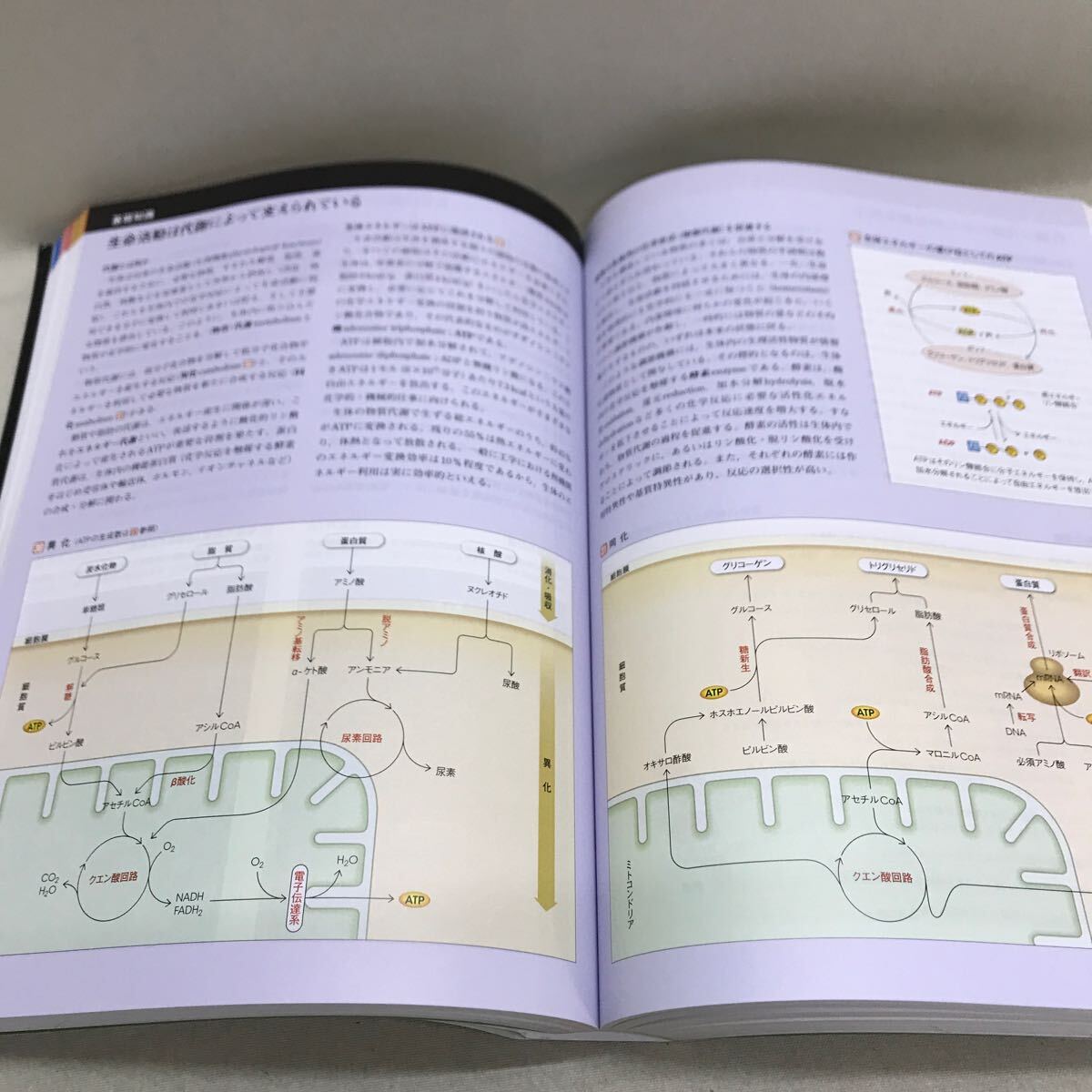 【3S34-080】送料無料 人体の正常構造と機能 全10巻縮刷版 改訂第3版 日本医事新報社の画像4