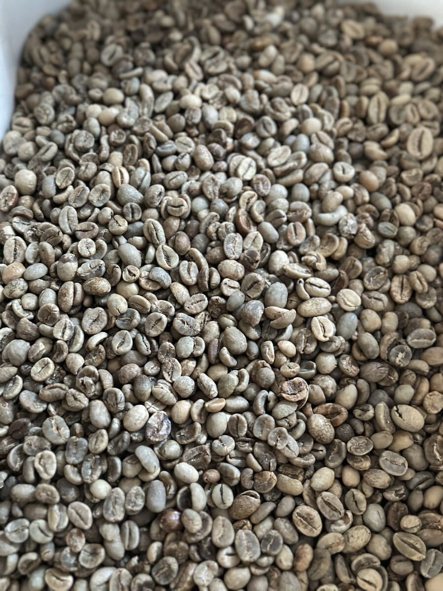 爆安!!【コーヒー生豆】タンザニアAA 5kg※送料無料の画像1