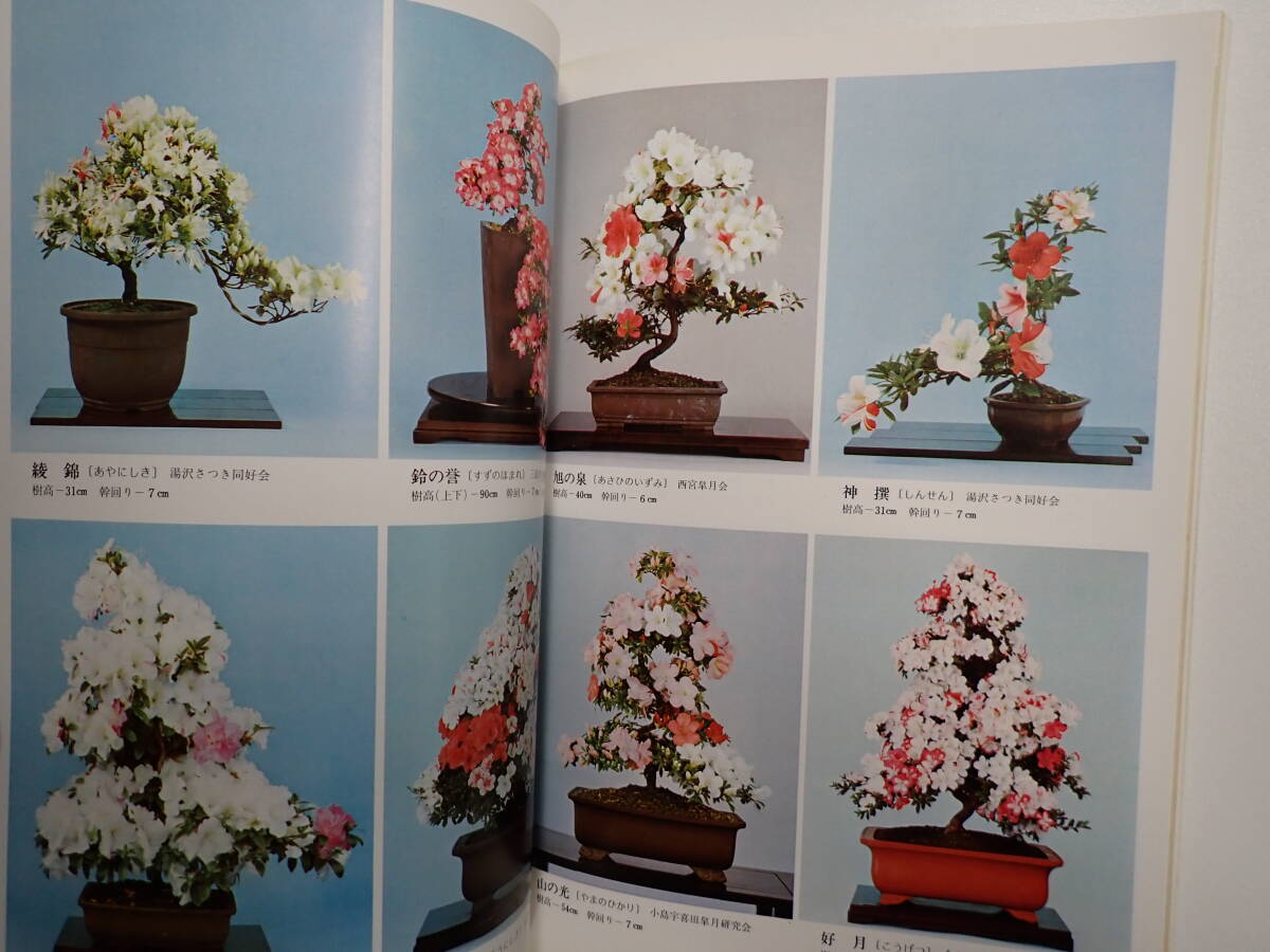 K21Eφ さつき研究 1974年～1977年 まとめて37冊セット 花と緑をつくる月刊誌 月刊さつき研究社の画像8