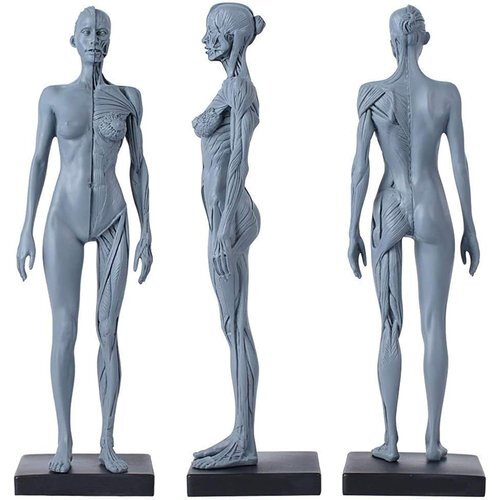 人体モデル 女 グレー スタンド付き 1:6 彫刻 ペインティング 人体筋肉 約30cm 11インチ 人体模型 175_画像2