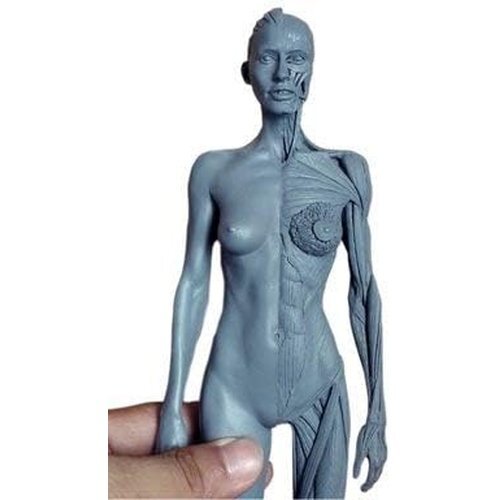 人体モデル 女 グレー スタンド付き 1:6 彫刻 ペインティング 人体筋肉 約30cm 11インチ 人体模型 175_画像6