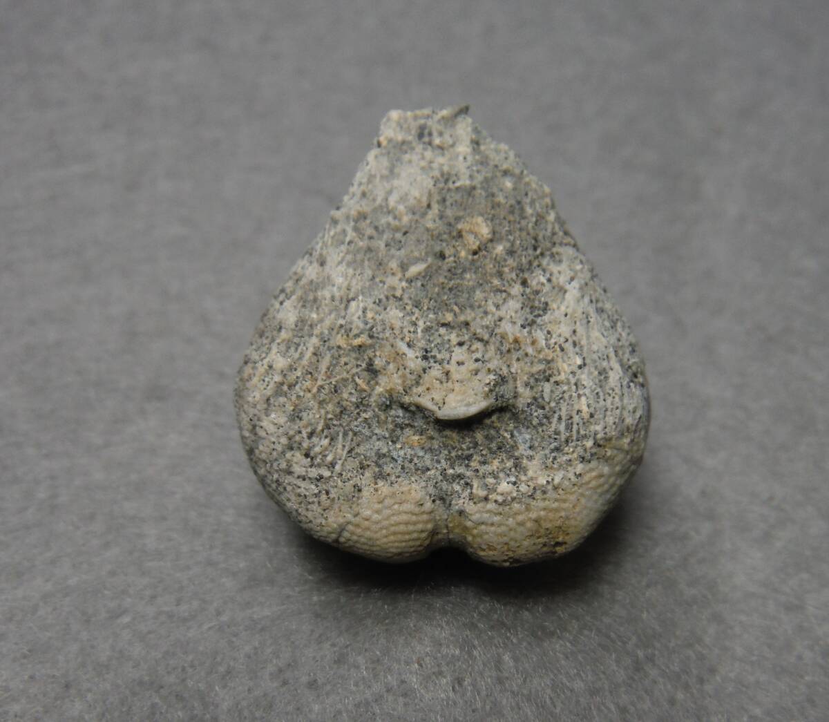 日本産化石 新生代ウニ ヒメセイタカブンブクAの画像9