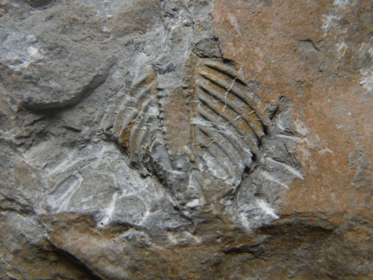 日本産化石 岩手県 シルル紀三葉虫 エンクリヌルス（尾部）Bの画像1