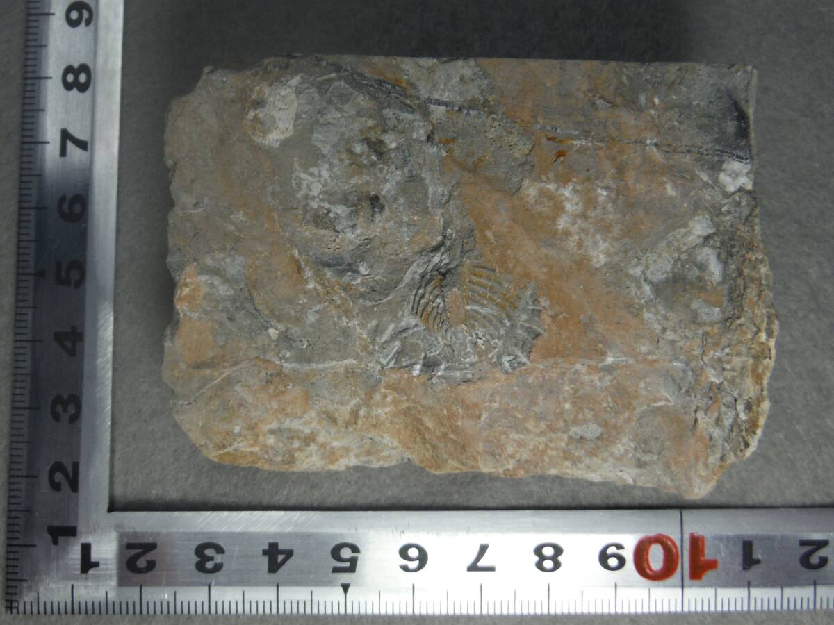 日本産化石 岩手県 シルル紀三葉虫 エンクリヌルス（尾部）Bの画像2