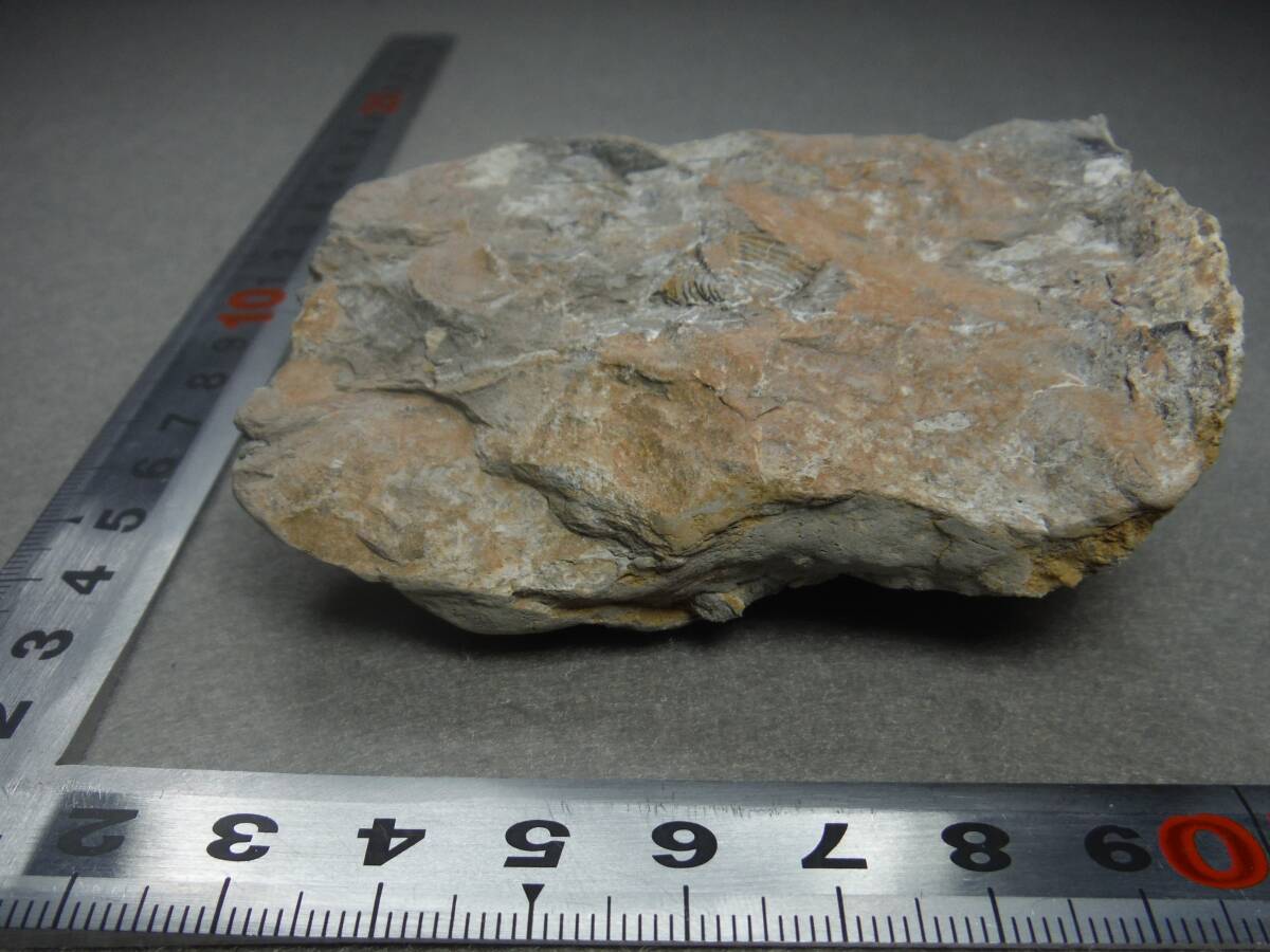 日本産化石 岩手県 シルル紀三葉虫 エンクリヌルス（尾部）Bの画像4