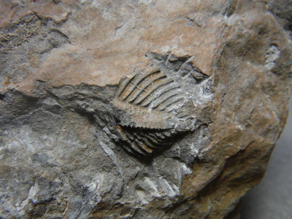 日本産化石 岩手県 シルル紀三葉虫 エンクリヌルス（尾部）Bの画像6