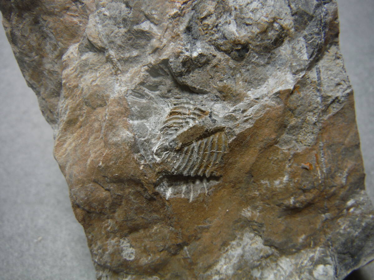 日本産化石 岩手県 シルル紀三葉虫 エンクリヌルス（尾部）Bの画像7