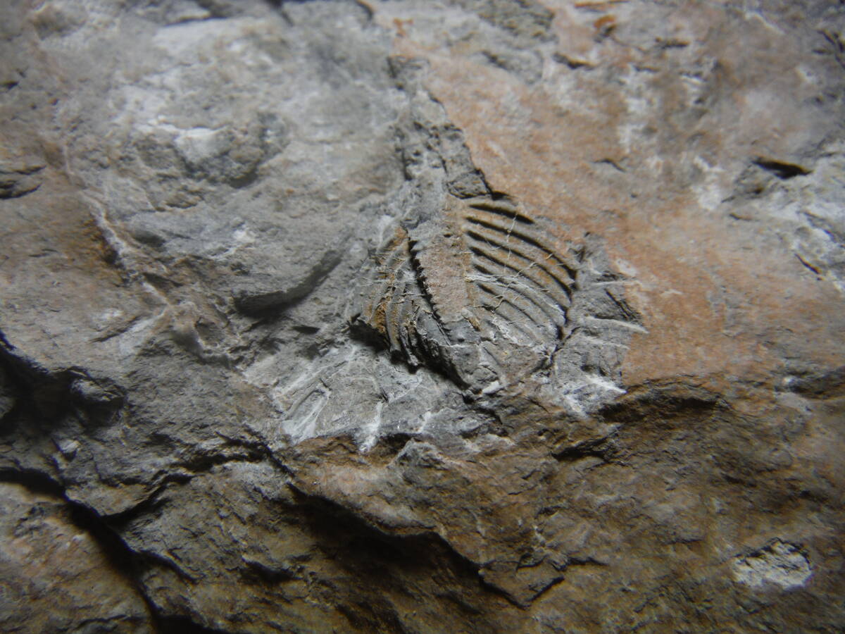 日本産化石 岩手県 シルル紀三葉虫 エンクリヌルス（尾部）Bの画像9