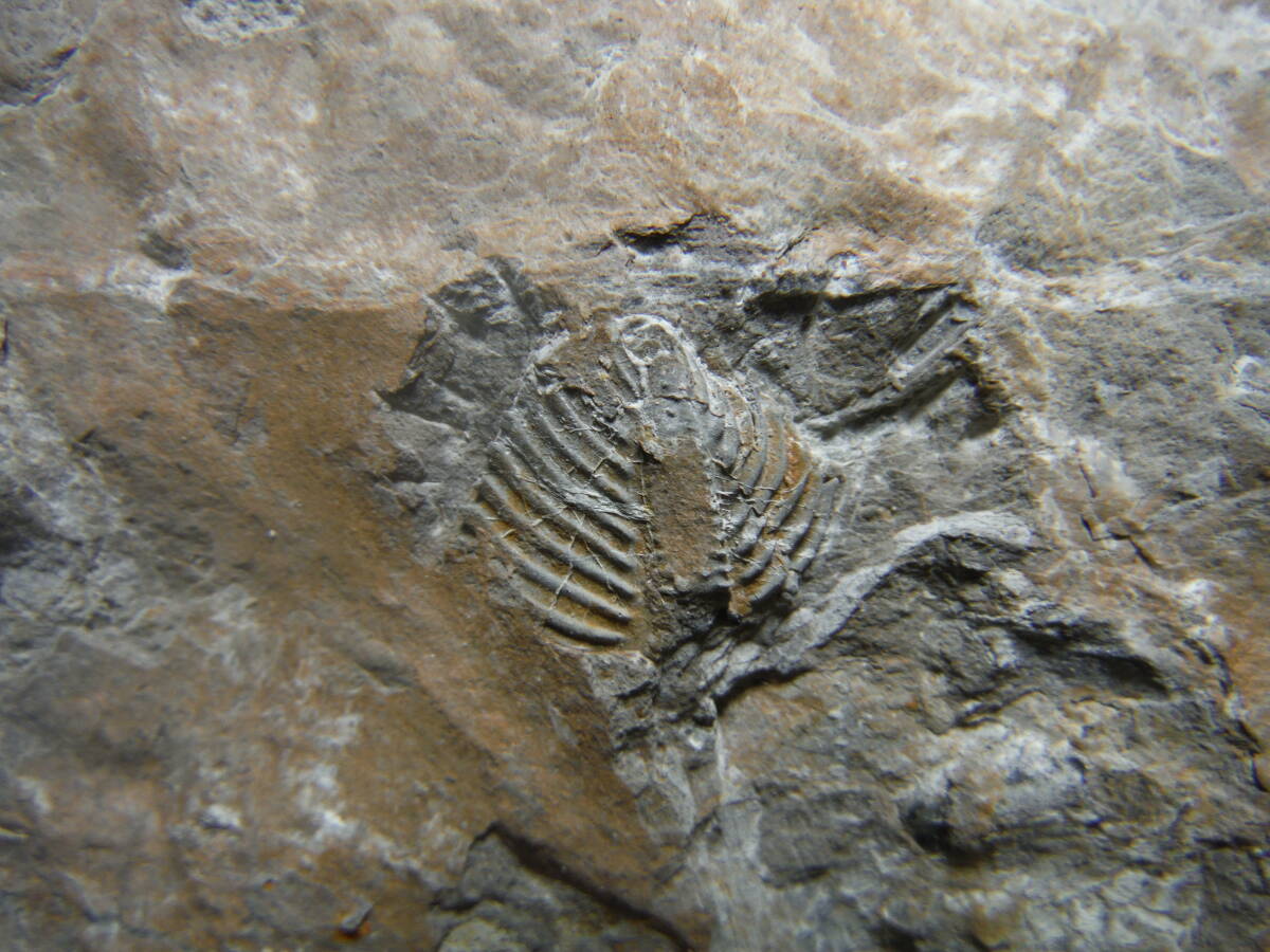 日本産化石 岩手県 シルル紀三葉虫 エンクリヌルス（尾部）Bの画像8
