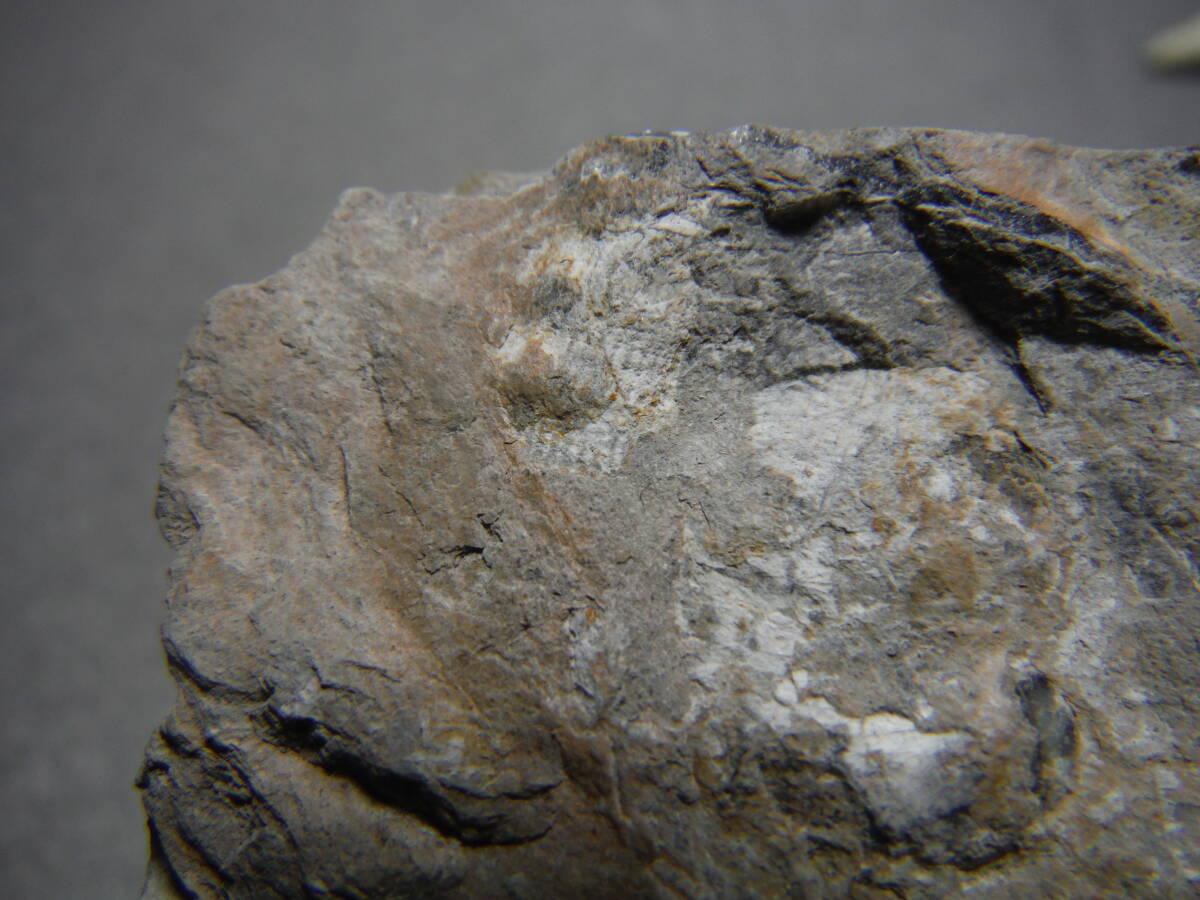 日本産化石 岩手県 シルル紀三葉虫 エンクリヌルス（尾部）Bの画像10