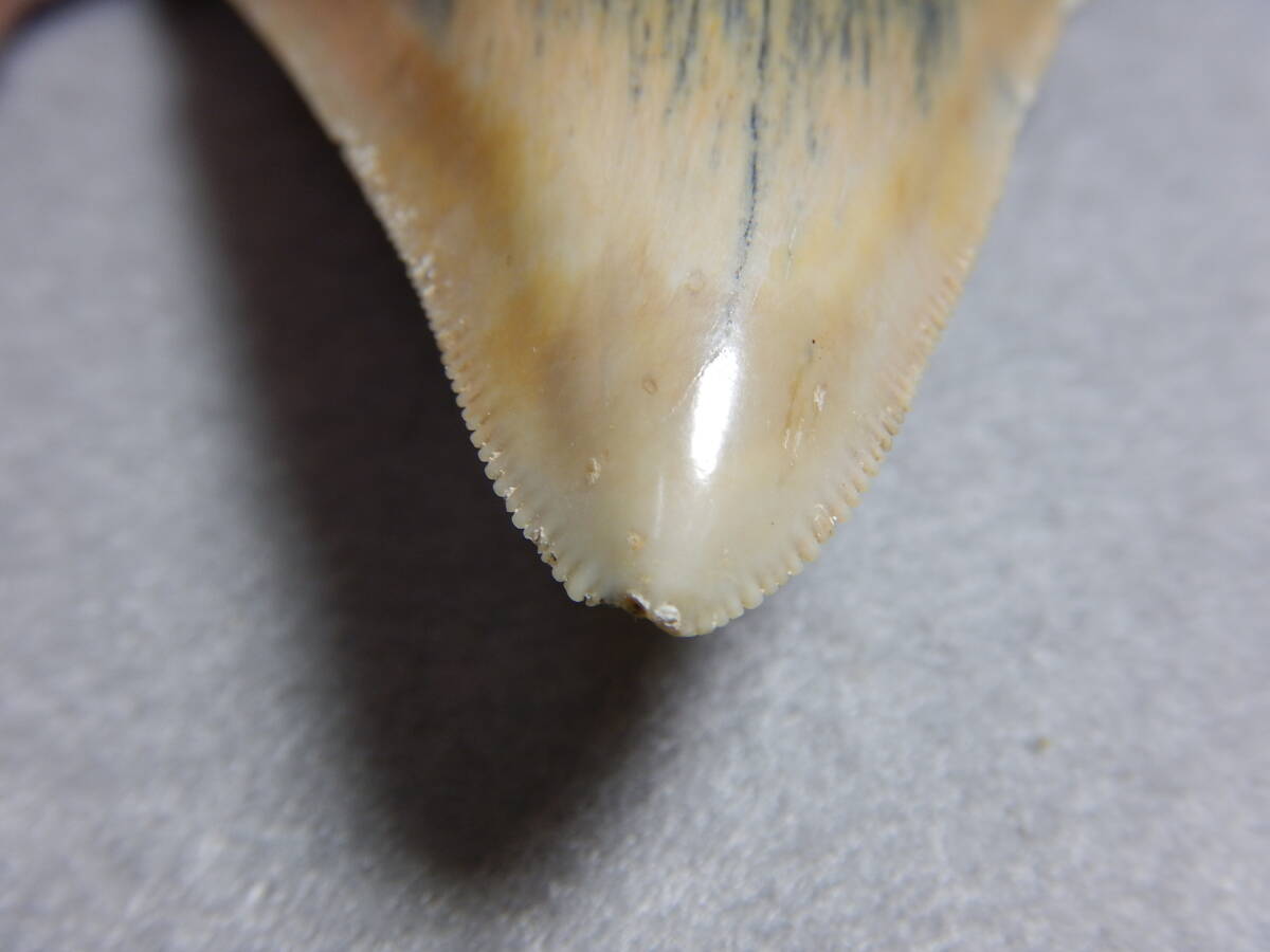 日本産化石 宮城県亘理神宮寺 サメの歯 （メガロドン）の画像8