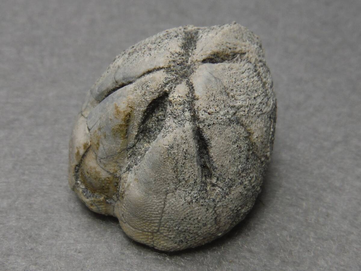 日本産化石 新生代ウニ ヒメセイタカブンブクAの画像1