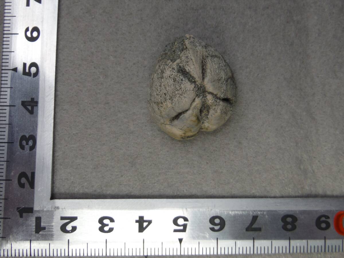 日本産化石 新生代ウニ ヒメセイタカブンブクAの画像2