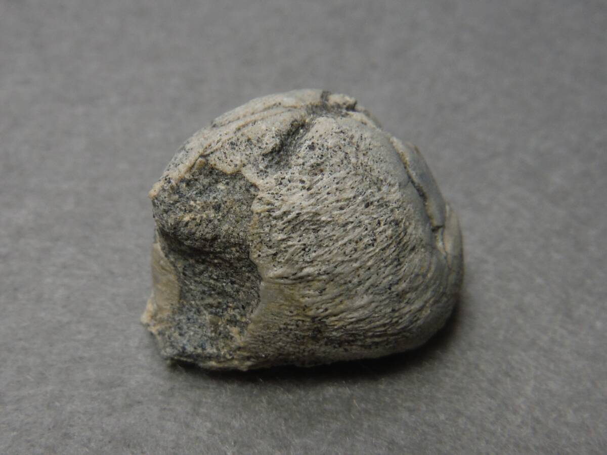 日本産化石 新生代ウニ ヒメセイタカブンブクAの画像7