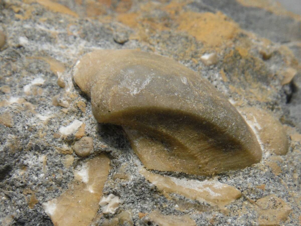 日本産化石　岩手県　白亜紀宮古層群　二枚貝ナノナビス？A_画像1