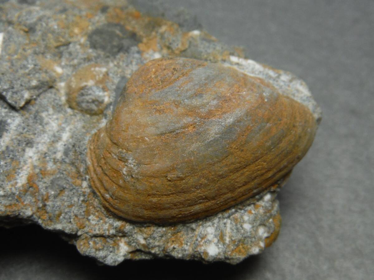 日本産化石　岩手県　白亜紀宮古層群　二枚貝ナノナビス？C　_画像1